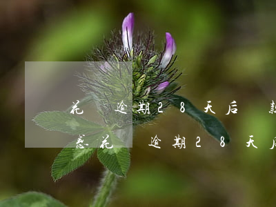 花唄逾期28天后還款后還能使用嗎，解答疑惑：花唄逾期28天后再還款，能否繼續(xù)使用？